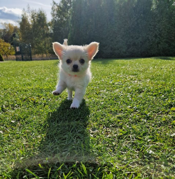 Dziewczynka dlugowłosa chihuahua ZKwP FCI