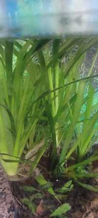 Plantas aquáticas vallisneria spiralis