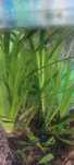 Plantas aquáticas vallisneria spiralis
