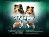 Owczarek Szetlandzki Sheltie