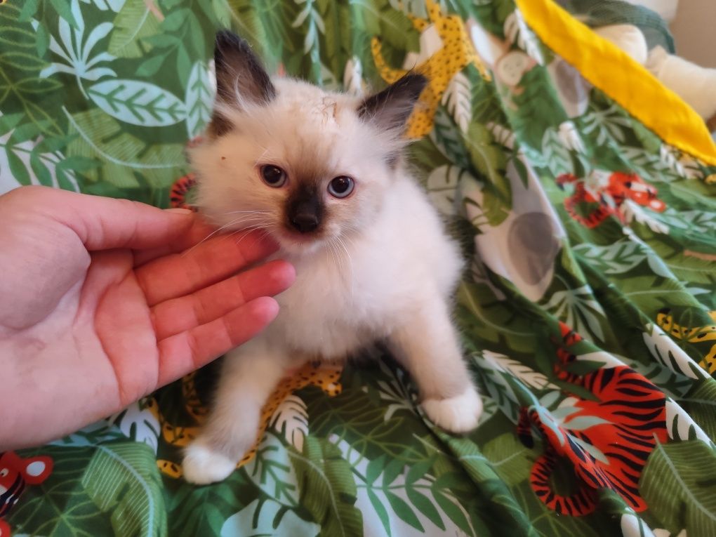 Ragdoll kocur seal point