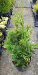 Żywotnik tuja thuja zachodni Aureospicata 50-60 cm