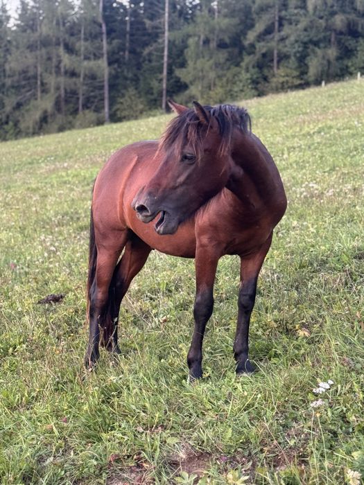 Ślicznie umaszczony konik Huculski !!!