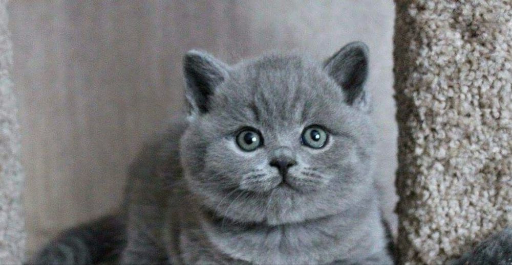 Чудесный милый котик