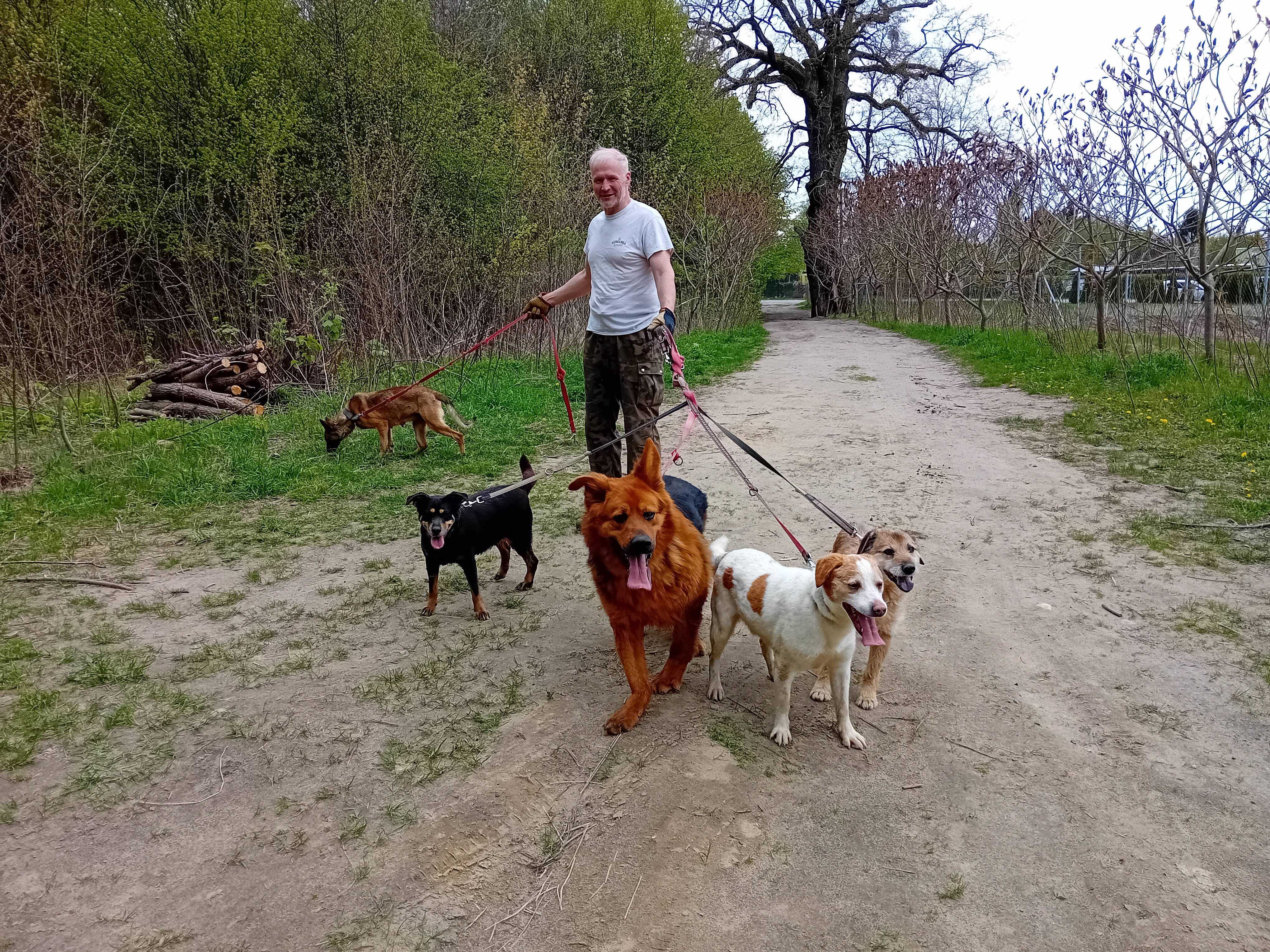 DASTI - 4-letni OWCZAREK niemiecki z krzywą łapą. [FILMIKI]