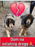 Pies dla bardzo dobrych właścicieli /Adopcja