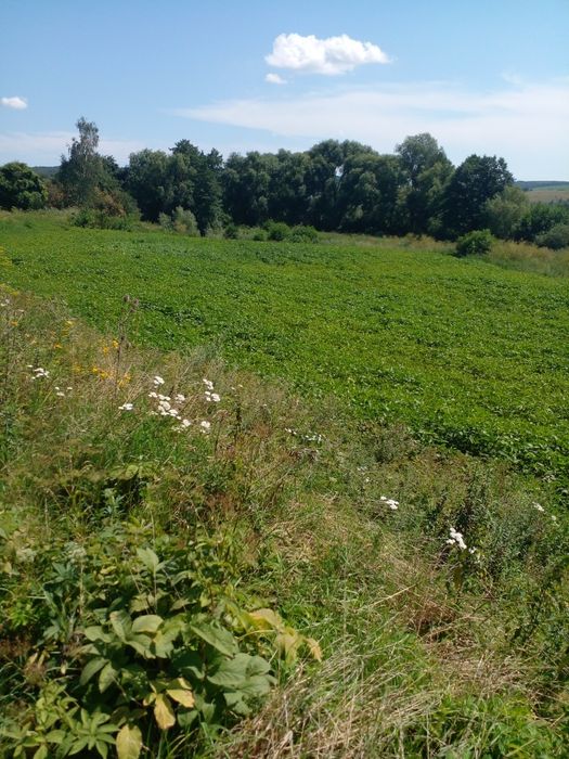 Продається земельна ділянка