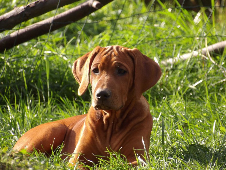Serce Afryki - Rhodesian Ridgeback ZKwP – piękno, siła i tradycja rasy