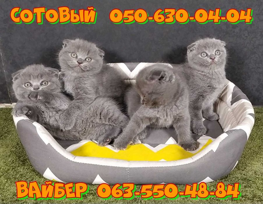 Котята Шотландской породы.