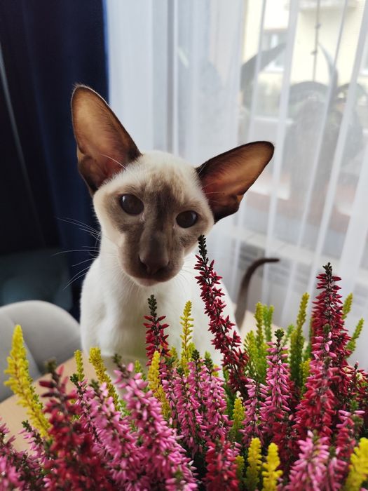 Kocurek orientalny syjamski rodowód Fpl