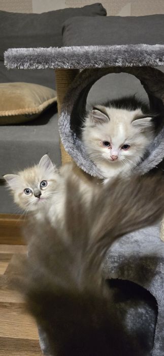 Kocurek Ragdoll FPL zaprasza do rezerwacji