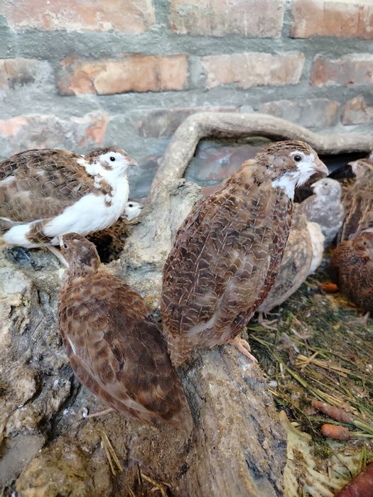 Sprzedam Przepiórki