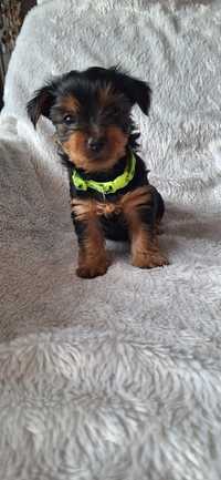 ODDAM Yorkshire Terrier