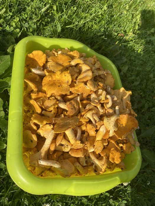 Kurki grzyby 5 kg mozliwa wysylka