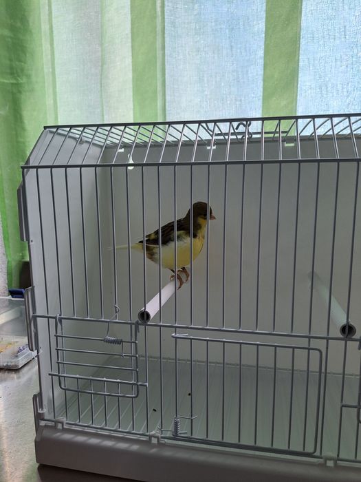 Canários Fife Fancy