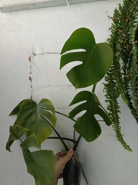 Ростки монстери делікатесної, верхівка