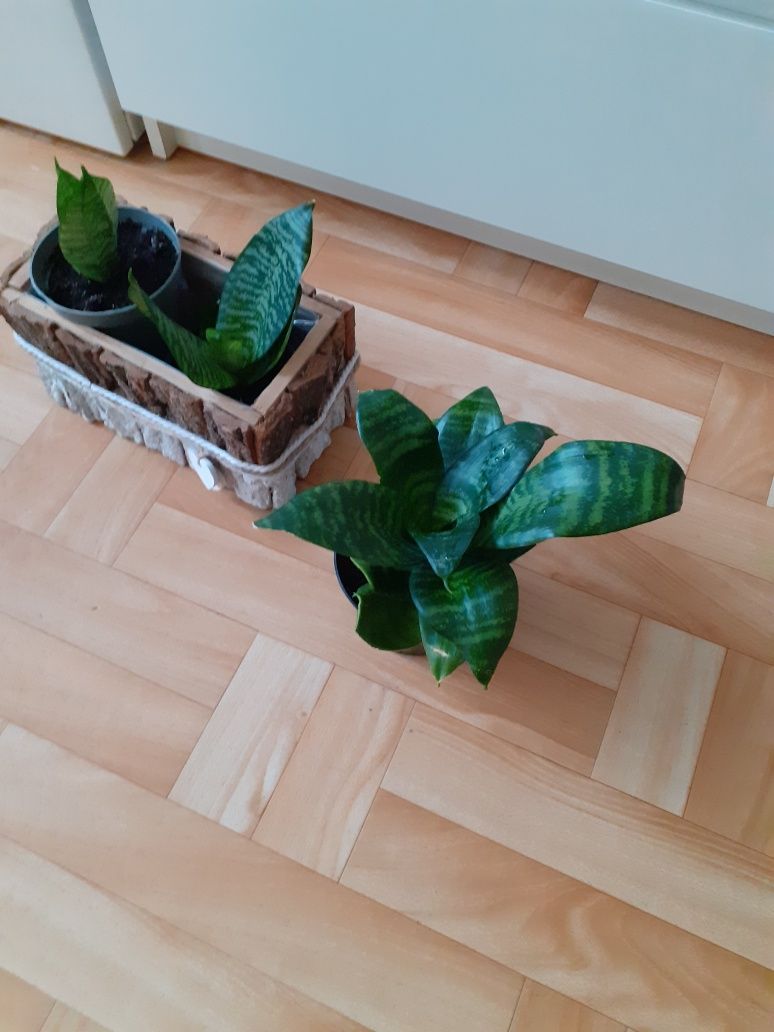 Sansevieria  kwiat doniczkowy 9 zlszt