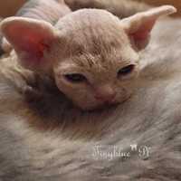 Kocurek Devon Rex Remik