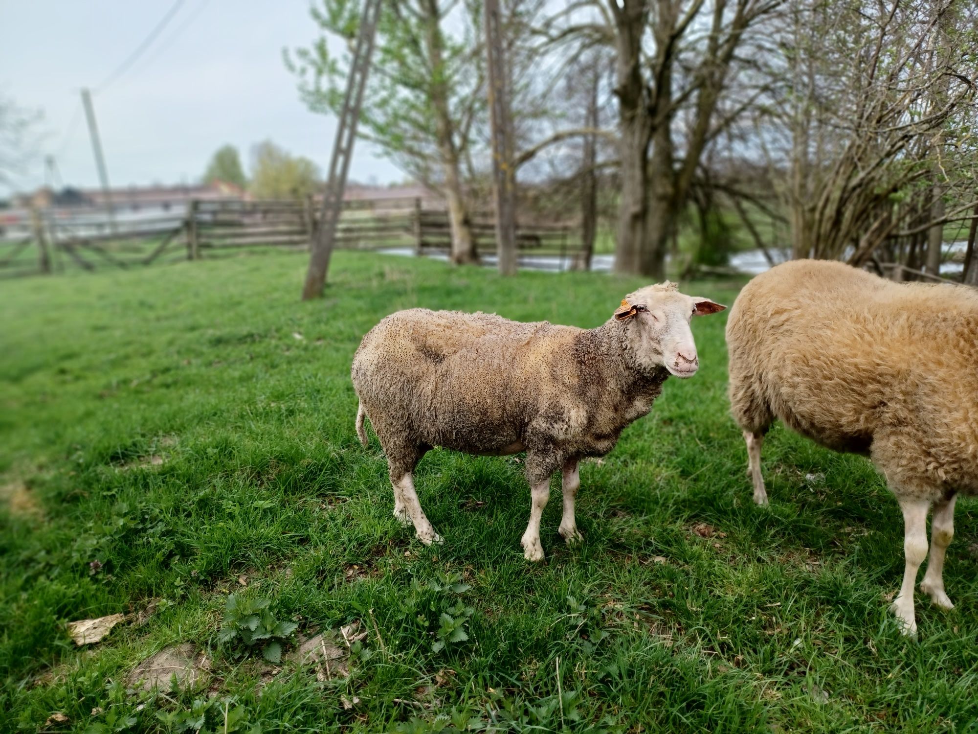 Owce mleczne  fryzyjskie lacaune