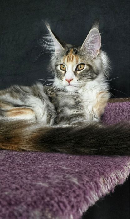 Розкішне срібне кошеня мейн-кун