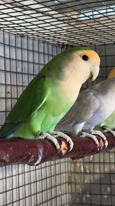 Agapornis roseicollis