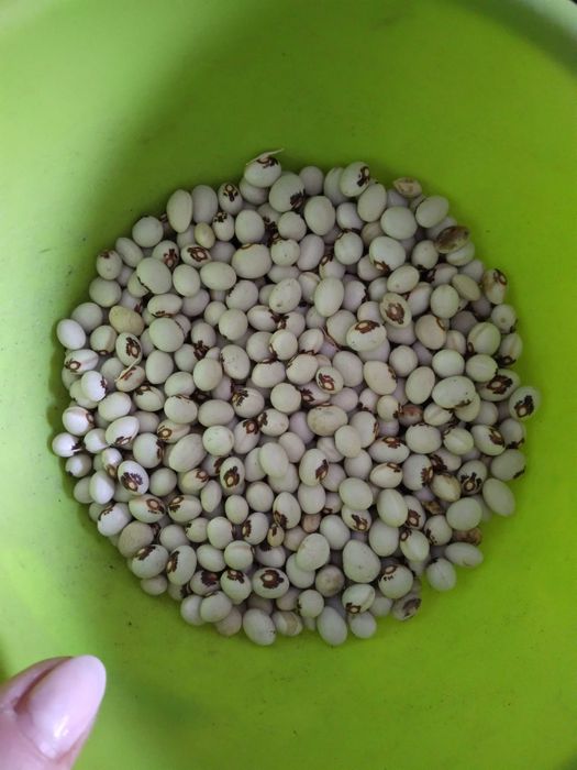 Fasola eucharystyczna z orzełkiem