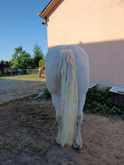Siwa Zaprzęgana klacz zimnokrwista źrebna
