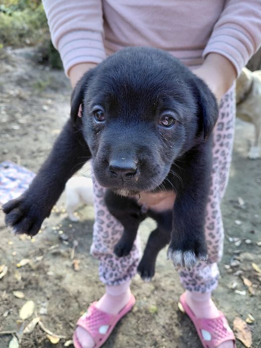 Цуценята метиси,  мама лабрадор