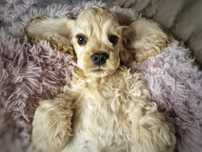 Cocker spaniel Amerykański FCI