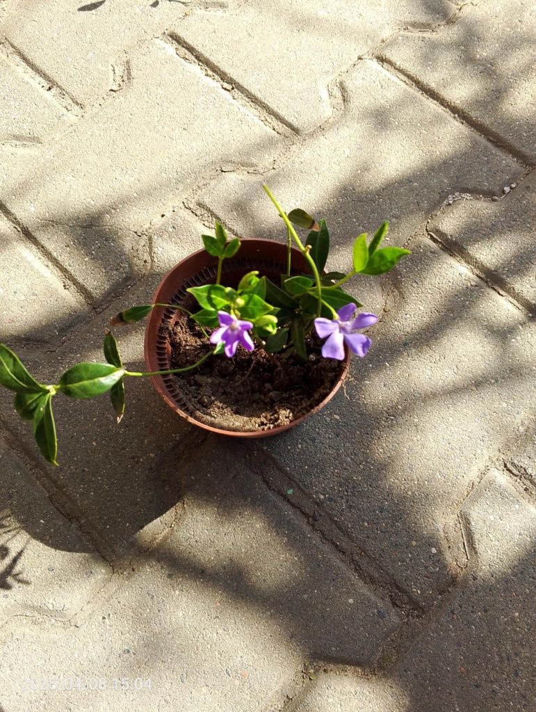 Barwinek pospolity vinca minor