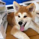 Szczeniak Akita Japońska Inu FCI ZKwP