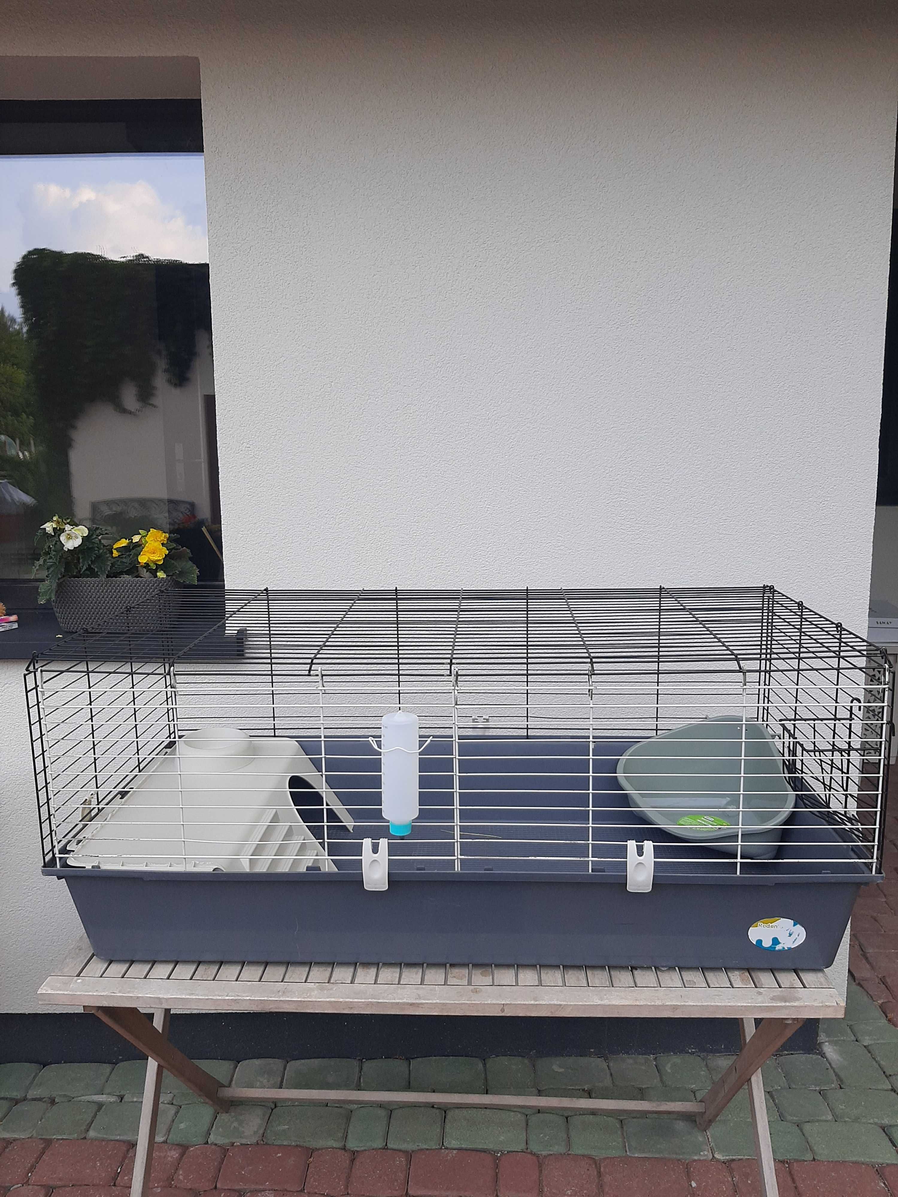 Kroliki baranek karzełek miniaturka mini lop