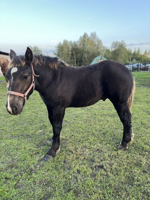 Ogierek źróbek 6 miesiecy