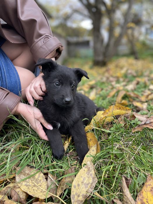 Щенок віддам собаку