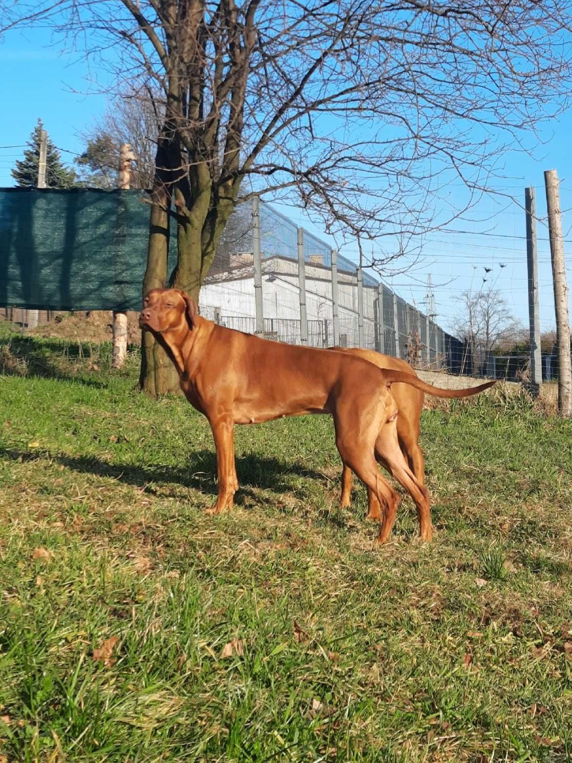Szczeniak Rhodesian Ridgeback Hodowla ZKwP - Miot "RA"