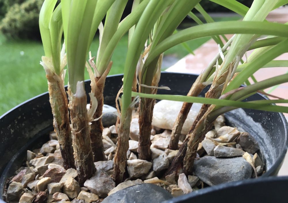 Растения для пруда Tulbaghia violacea