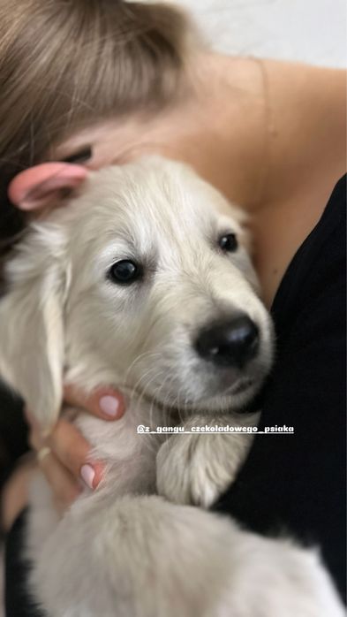 Golden retriever szczeniak suczka biszkoptowa