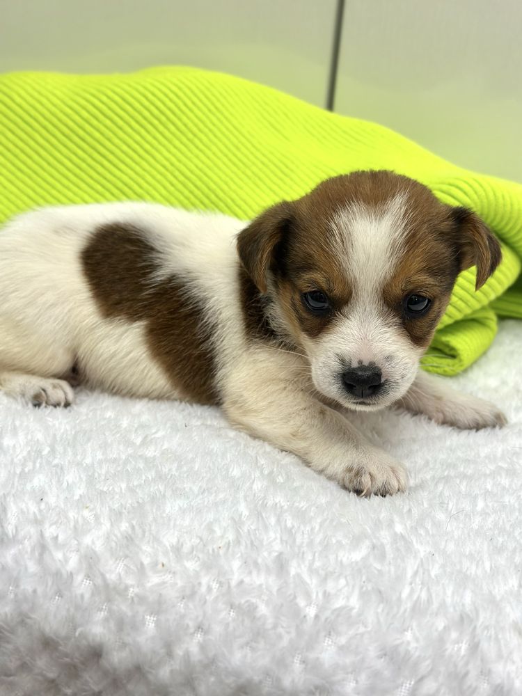 Piesek Jack Russel Terrier z Rodowodem gotowy do odbioru