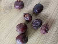 argania spinosa argania żelazna, argan, owoce siewne, świeże z Maroko