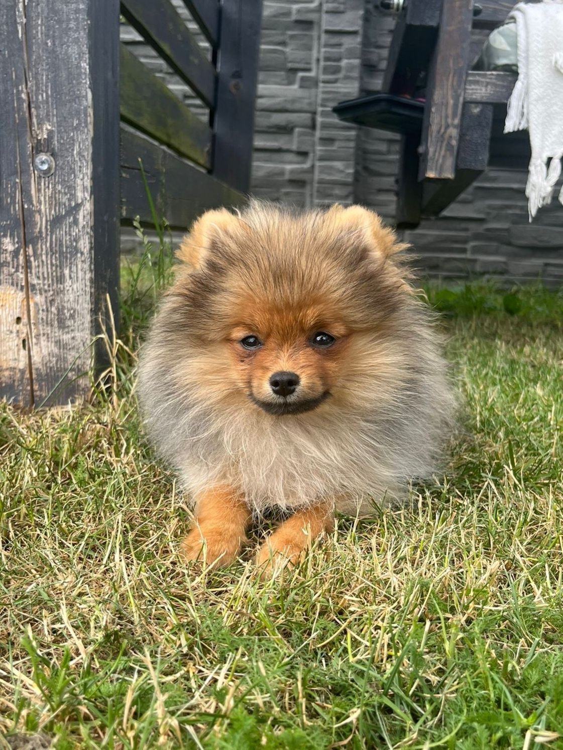 Pomeranian piesek gotowy do odbioru
