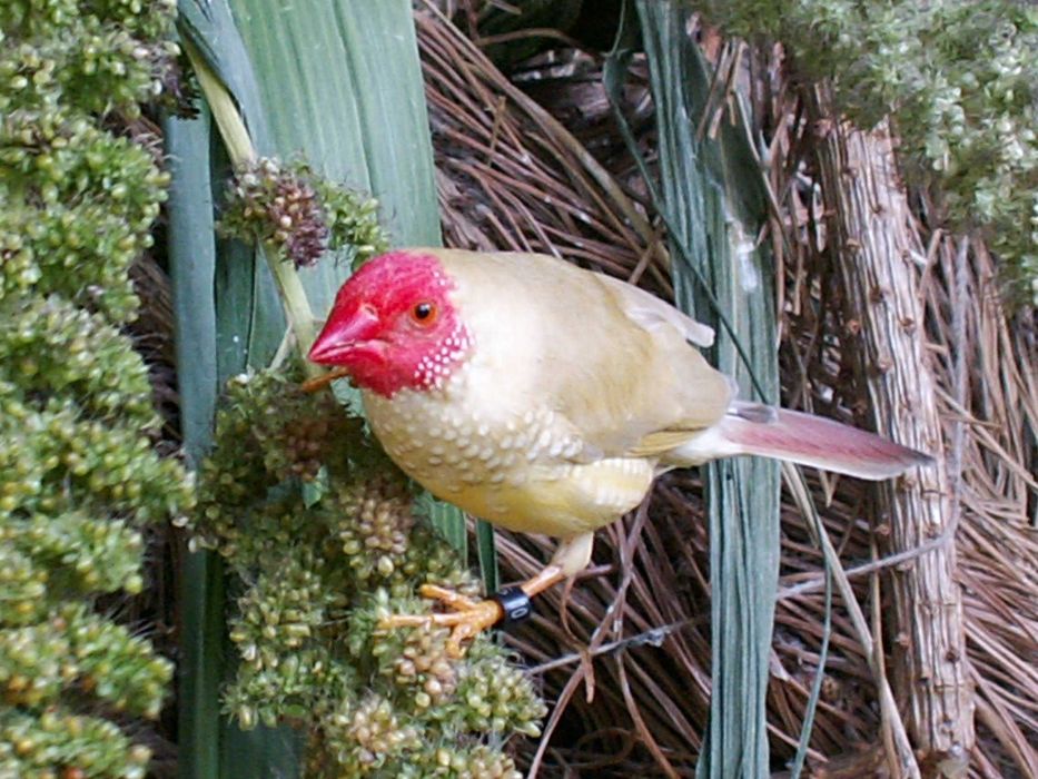 Astryld trzcinowy. Trzciniak. Para z 2025r.