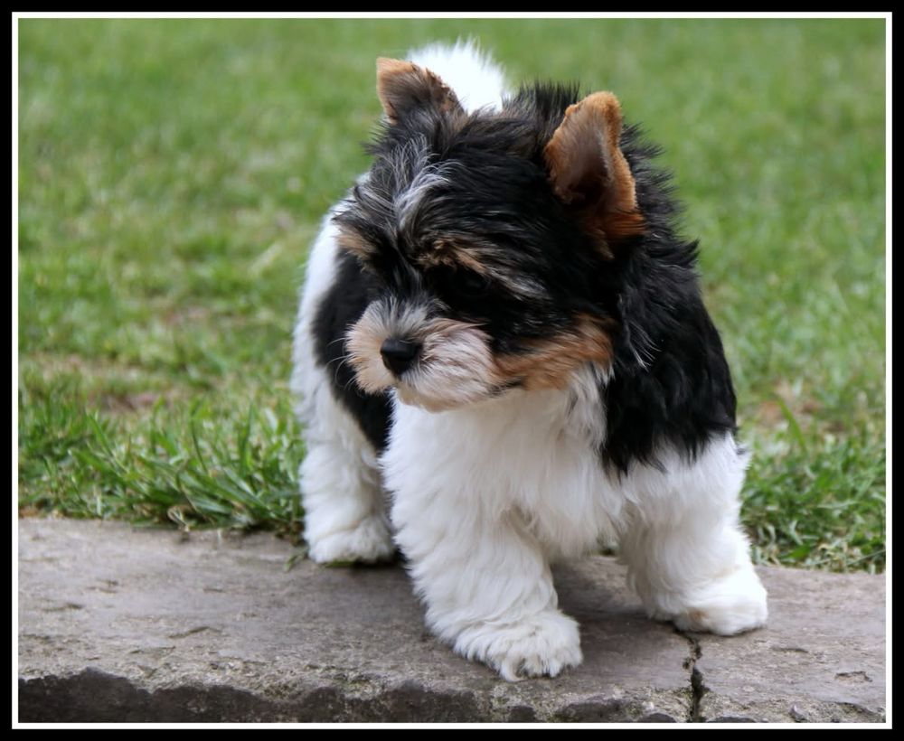 - Yorkshire  Terrier - biewer