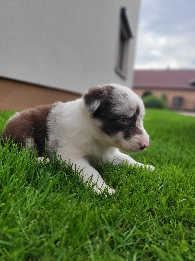 Border Collie Suczka Śliczna