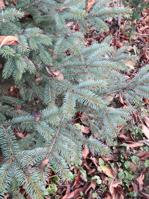 Stroisz, świerk srebrny gałązki 10 szt.