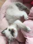 Ragdoll gotowe do odbioru