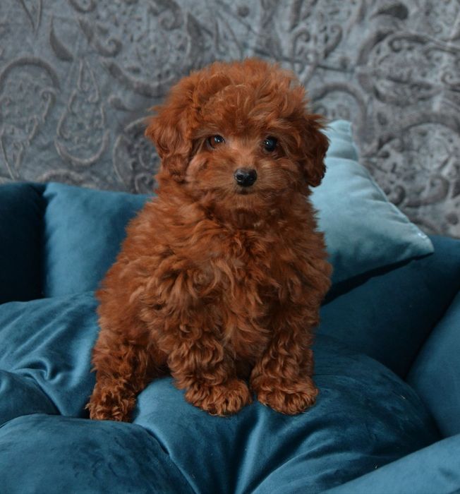 Квіточка той.   пудель Ред браун