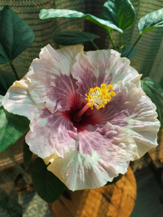 Гібіскус Festival of Lights