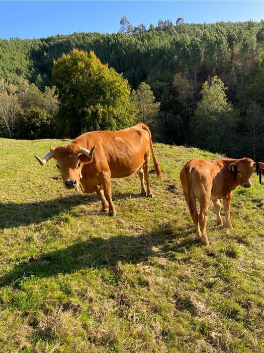 Vendo Vaca arouquesa e cria