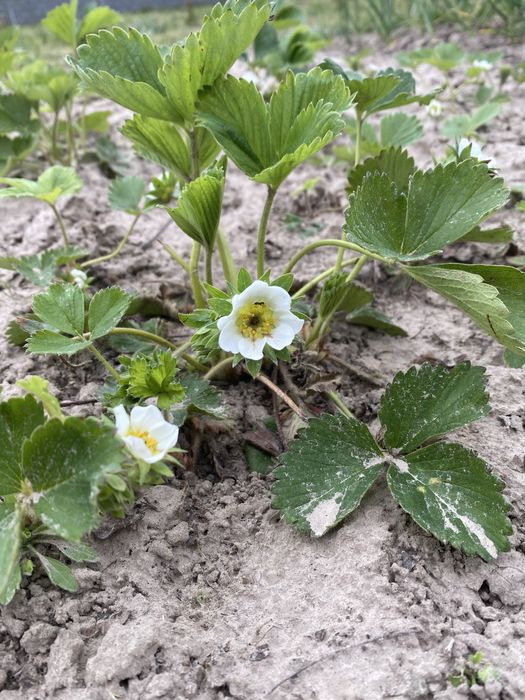 Суниця грунтопокрівна ремонтантна полуниця