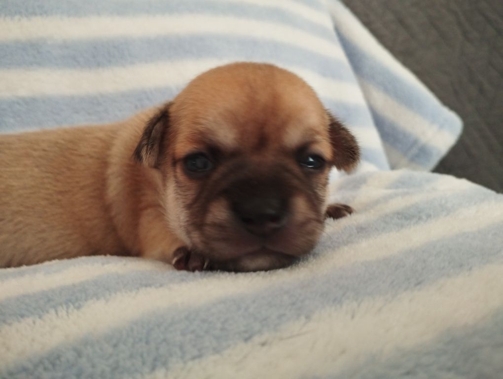 Cachorrinho Chihuahua macho